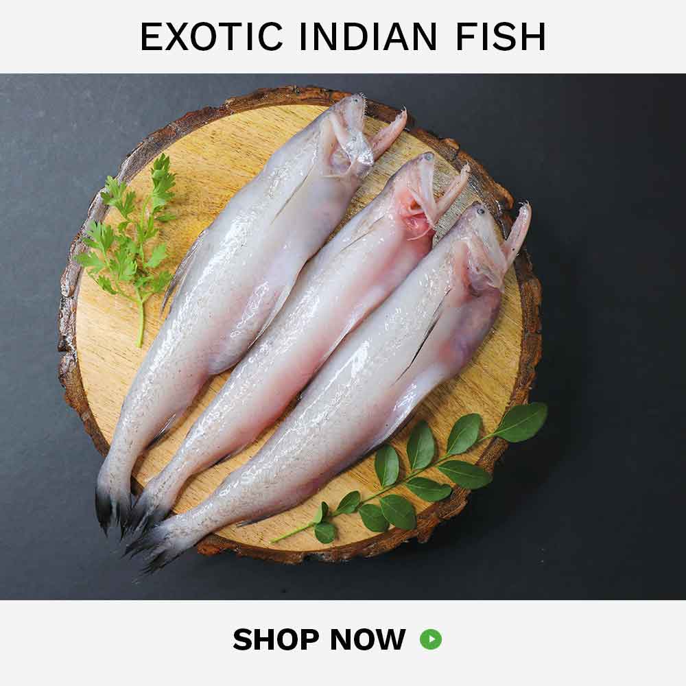 buy exotic indian fish
