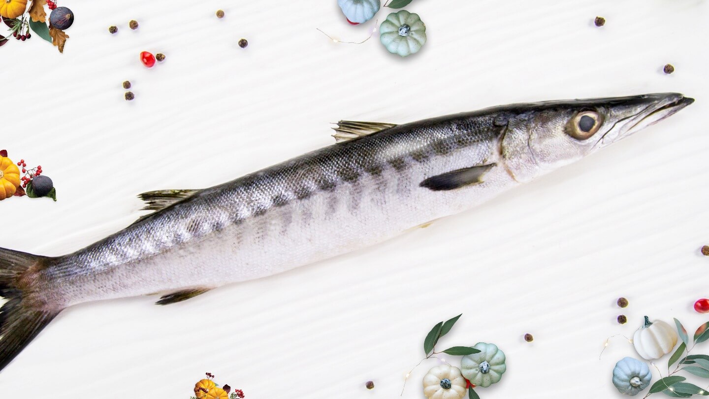 BARRACUDA / SEELAVU - MEDIUM