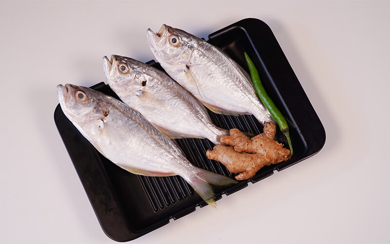 FALSE TREVALLY/WHITE FISH/PARAVA-MEDIUM