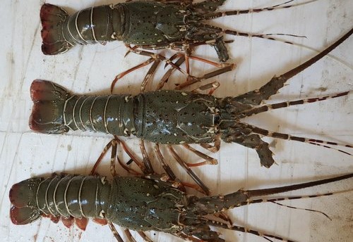 GREEN LOBSTER / KONCHU