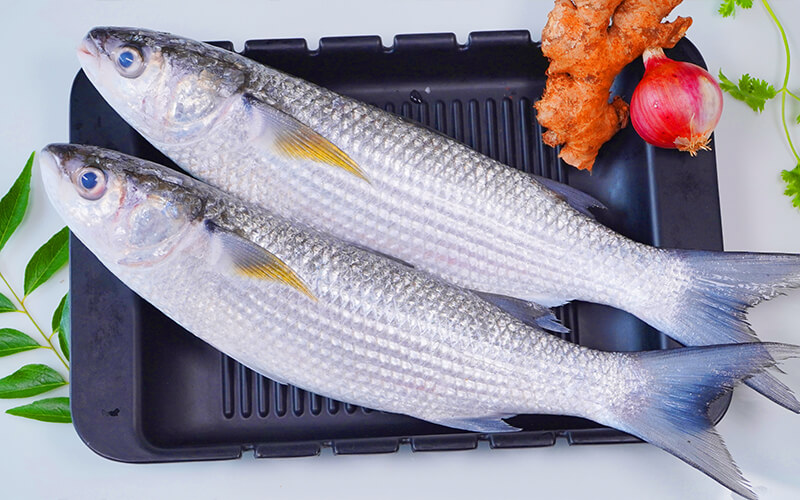 GREY MULLET/THIRUTHA CHEENAVALA-BIG