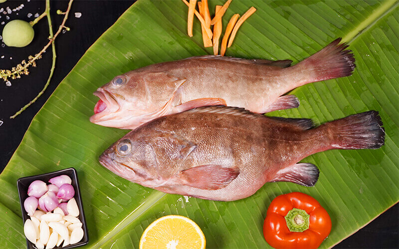 GROUPER / REEF COD / KALAVA - BIG