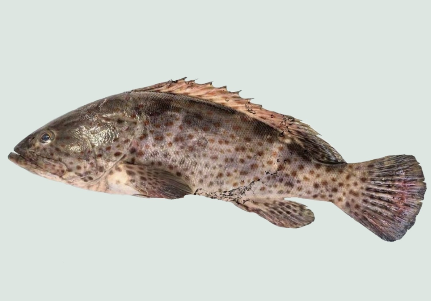 HAMOUR-BROWN SPOTTED GROUPER/KADAL KAROOP-BIG