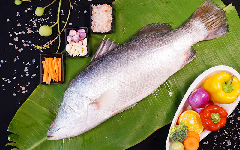 INDIAN SEABASS / KALAANJI BIG