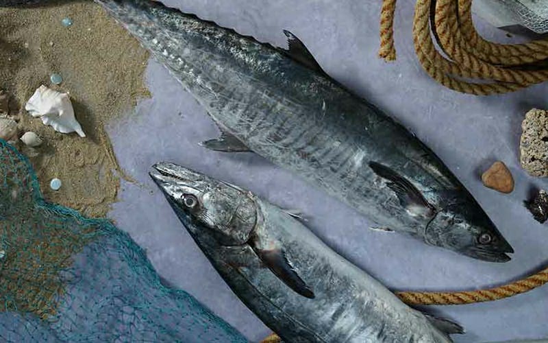 KING FISH/NEYMEEN/AYAKURA-MEDIUM