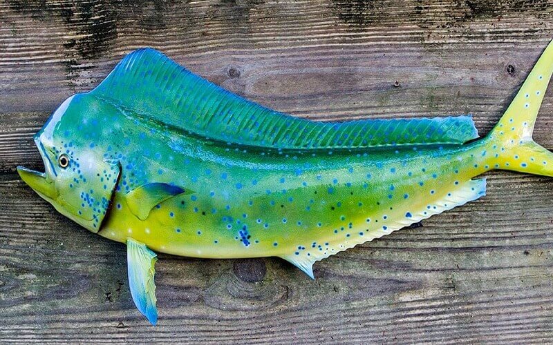 MAHI MAHI/PULLI MOTHA-BIG