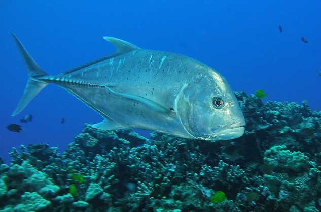 MALABAR TREVALLY / VATTA - SEA / BIG