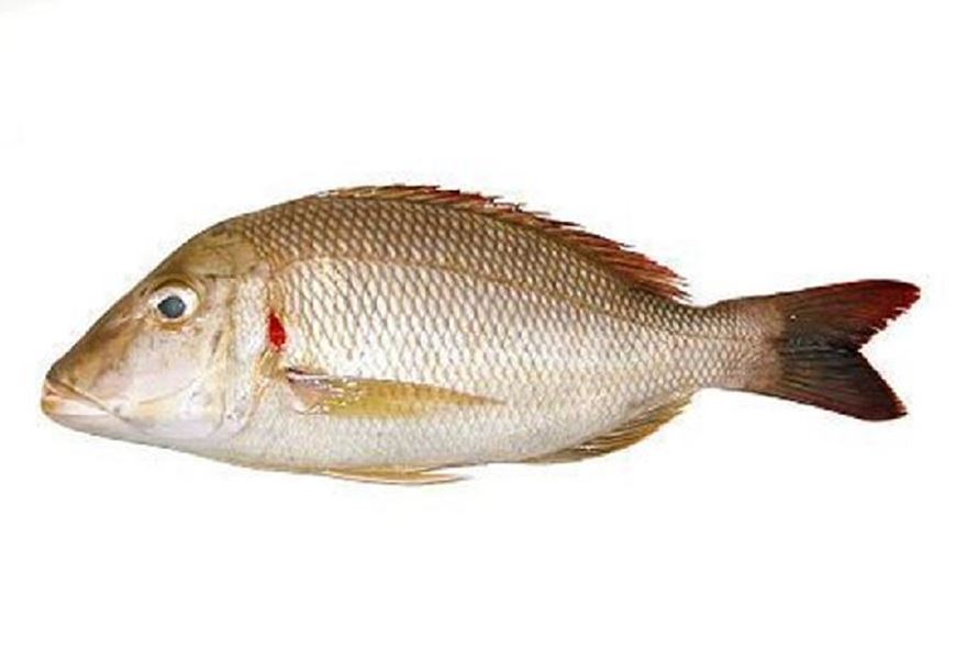 Whole Fish (Not cleaned & cut)
