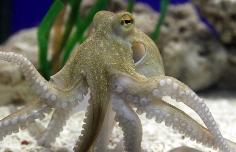 OCTOPUS SMALL