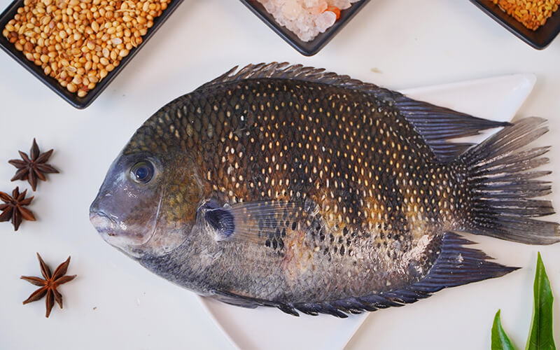 PEARL SPOT / NAADAN KARIMEEN - EXTRA BIG (ABOVE 400 GMS)