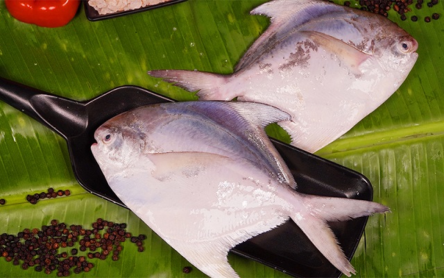 POMFRET WHITE/AVOLI-BIG (200Gms Above)
