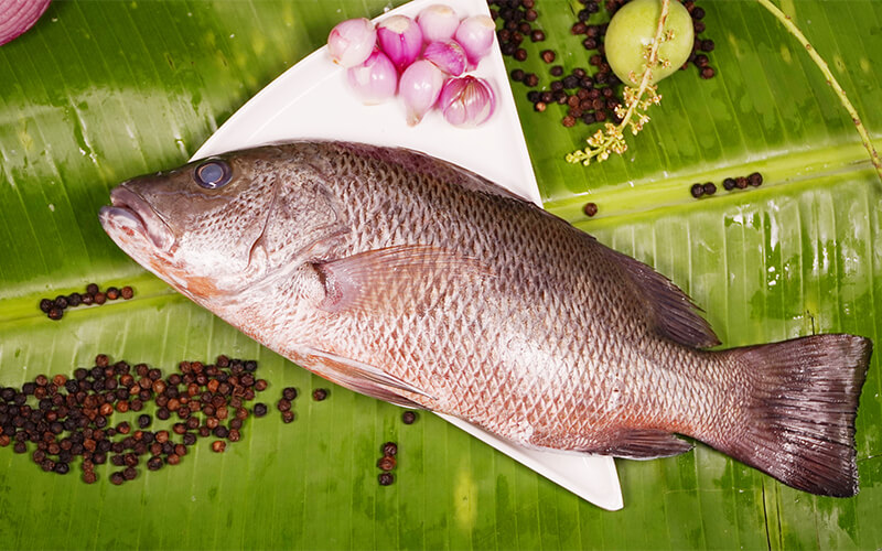 RED SNAPPER/CHEMPALLI-KAAYAL-BIG