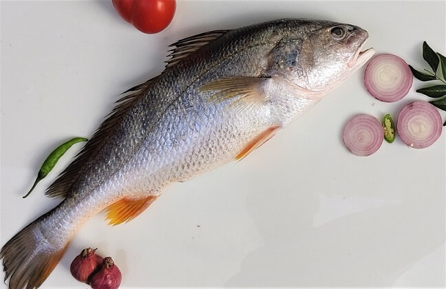 SILVER SNAPPER / KOCHI KATLA - MEDIUM