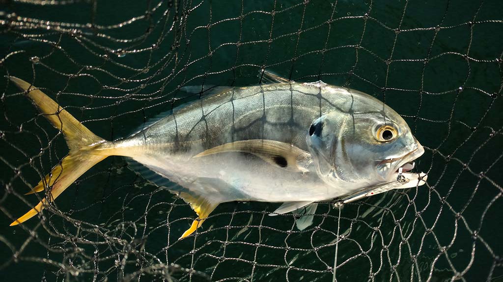 TREVALLY / KAAYAL VATTA - BIG